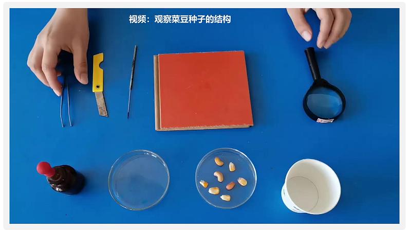 人教版（2024）生物七上：2.1.2 种子植物（课件+教案）08