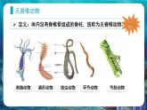 人教版（2024）生物七上：2.2.1 无脊椎动物（课件）