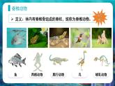 人教版（2024）生物七上：2.2.1 无脊椎动物（课件）