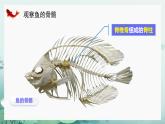 人教版（2024）生物七上：2.2.2 鱼（课件）