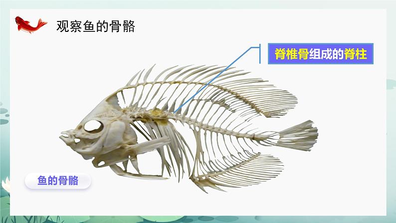人教版（2024）生物七上：2.2.2 鱼（课件）02