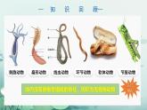 人教版（2024）生物七上：2.2.2 鱼（课件）