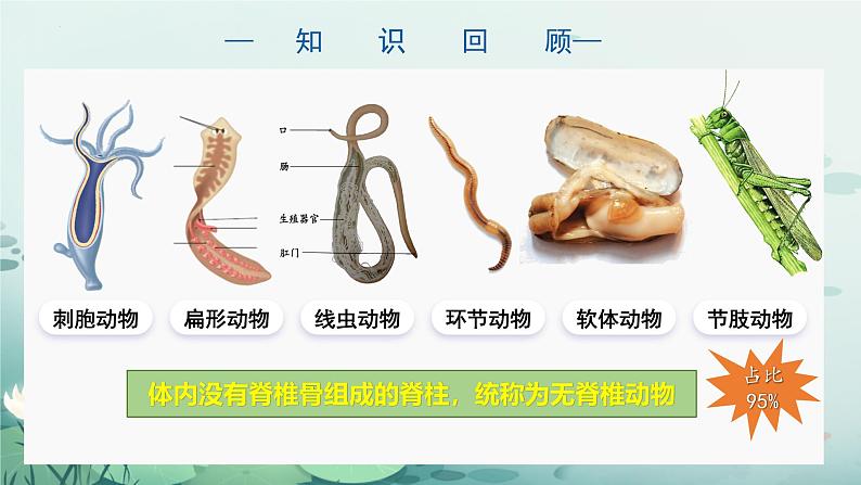 人教版（2024）生物七上：2.2.2 鱼（课件）04