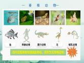 人教版（2024）生物七上：2.2.2 鱼（课件）