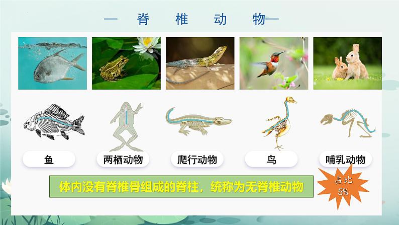 人教版（2024）生物七上：2.2.2 鱼（课件）05