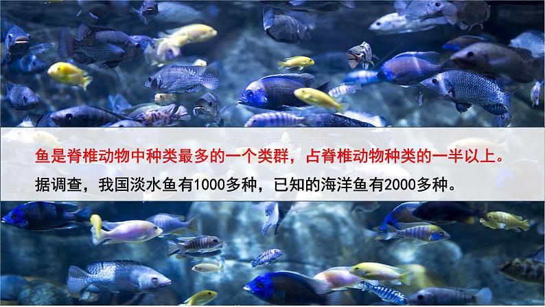 人教版（2024）生物七上：2.2.2 鱼（课件）06
