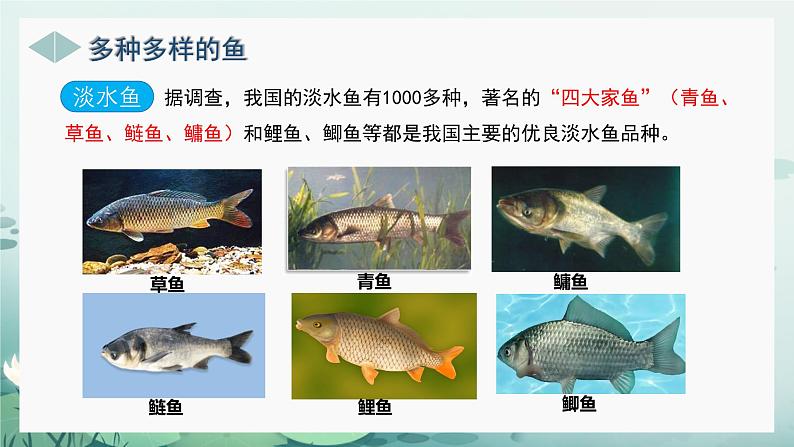 人教版（2024）生物七上：2.2.2 鱼（课件）07