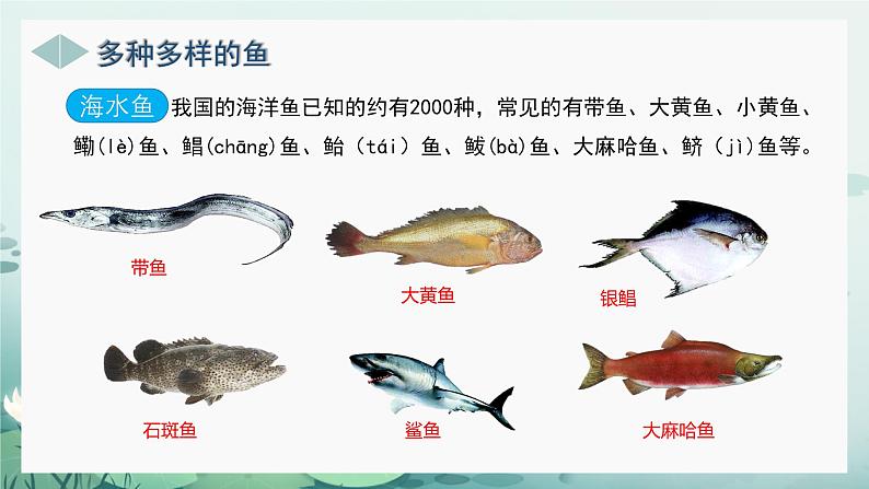 人教版（2024）生物七上：2.2.2 鱼（课件）08