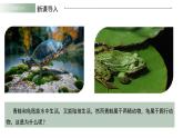 人教版（2024）生物七上：2.2.3 两栖动物和爬行动物（课件）