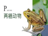 人教版（2024）生物七上：2.2.3 两栖动物和爬行动物（课件）