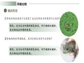 人教版（2024）生物七上：2.2.3 两栖动物和爬行动物（课件）