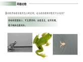 人教版（2024）生物七上：2.2.3 两栖动物和爬行动物（课件）