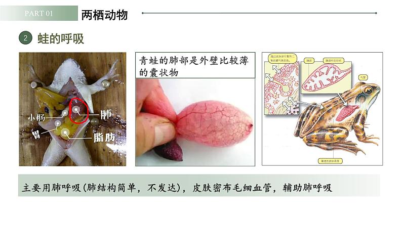 人教版（2024）生物七上：2.2.3 两栖动物和爬行动物（课件）07