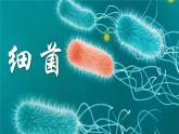 人教版（2024）生物七上：2.3.2 细菌（课件）