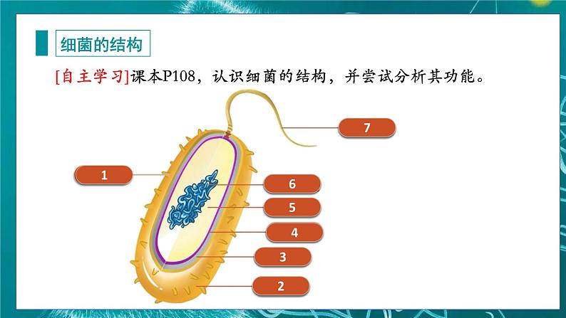 人教版（2024）生物七上：2.3.2 细菌（课件）06