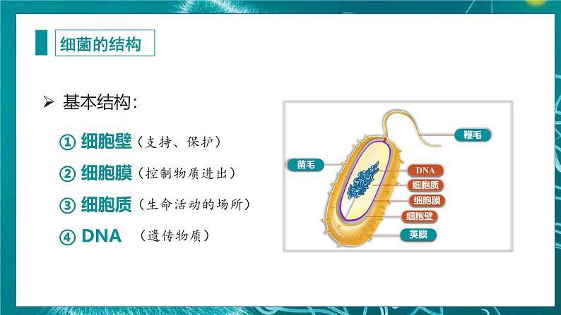 人教版（2024）生物七上：2.3.2 细菌（课件）07