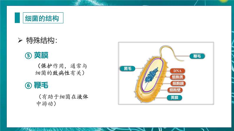 人教版（2024）生物七上：2.3.2 细菌（课件）08