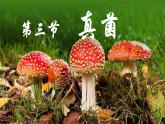 人教版（2024）生物七上：2.3.3 真菌（课件）