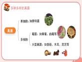 人教版（2024）生物七上：2.3.3 真菌（课件）
