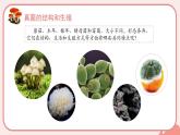 人教版（2024）生物七上：2.3.3 真菌（课件）