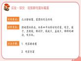 人教版（2024）生物七上：2.3.3 真菌（课件）