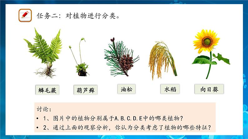 人教版（2024）生物七上：2.4.1 尝试对生物进行分类（课件）08