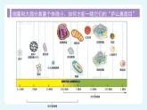 人教版（2024）生物七上：2.3.1 微生物的分布（课件）