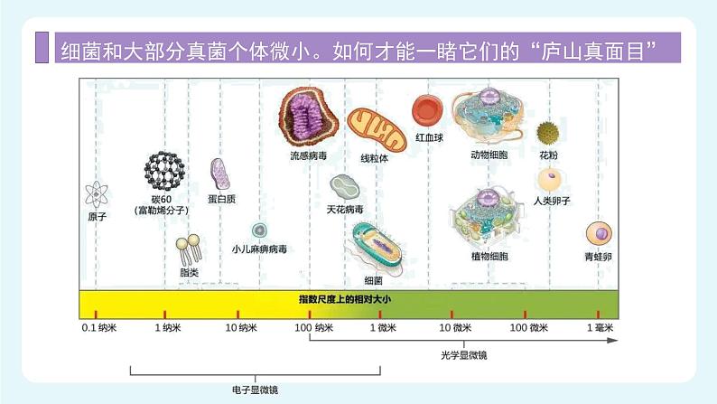 人教版（2024）生物七上：2.3.1 微生物的分布（课件）04