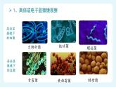 人教版（2024）生物七上：2.3.1 微生物的分布（课件）