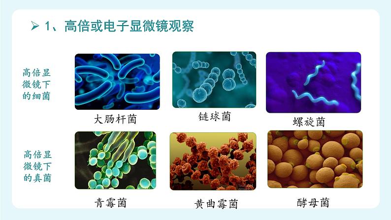 人教版（2024）生物七上：2.3.1 微生物的分布（课件）05