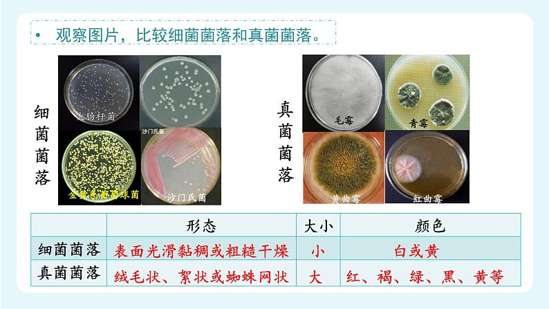 人教版（2024）生物七上：2.3.1 微生物的分布（课件）07