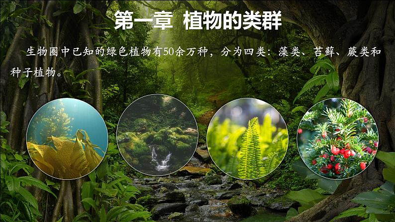 人教版（2024）生物七上：2.1.1 藻类 苔藓和蕨类（课件+教案）04