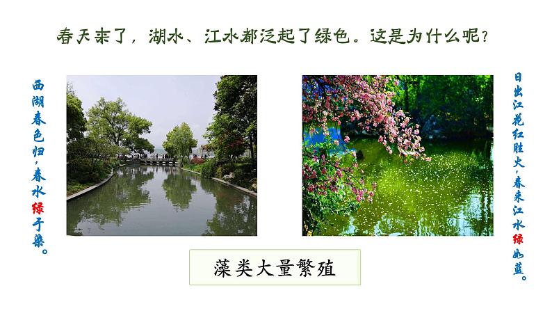 人教版（2024）生物七上：2.1.1 藻类 苔藓和蕨类（课件+教案）05