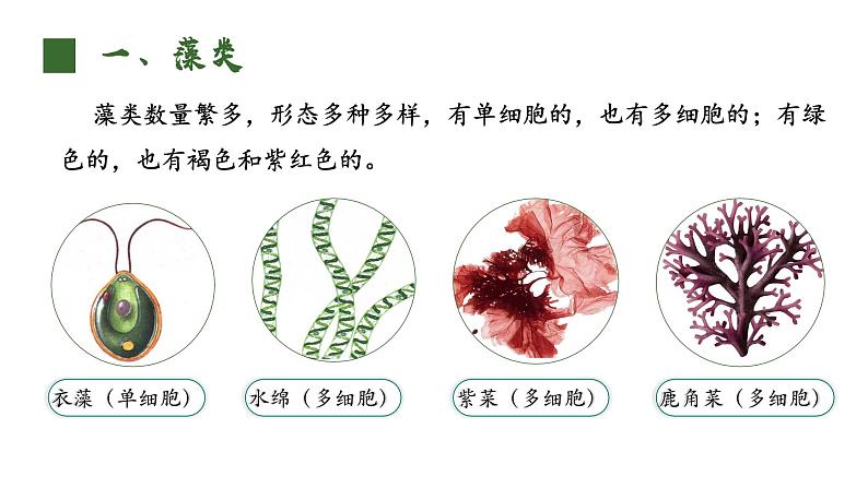 人教版（2024）生物七上：2.1.1 藻类 苔藓和蕨类（课件+教案）06