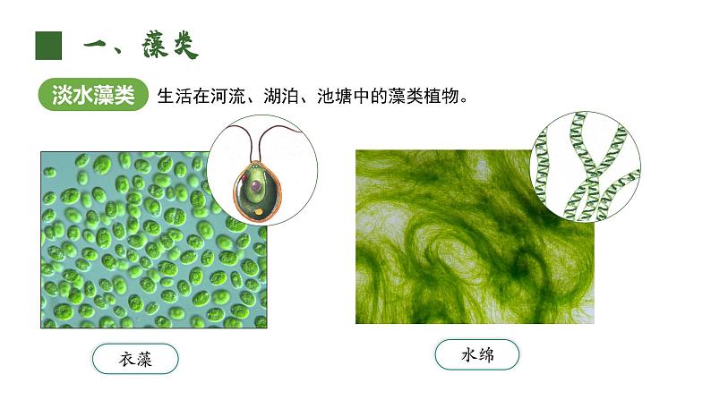 人教版（2024）生物七上：2.1.1 藻类 苔藓和蕨类（课件+教案）07