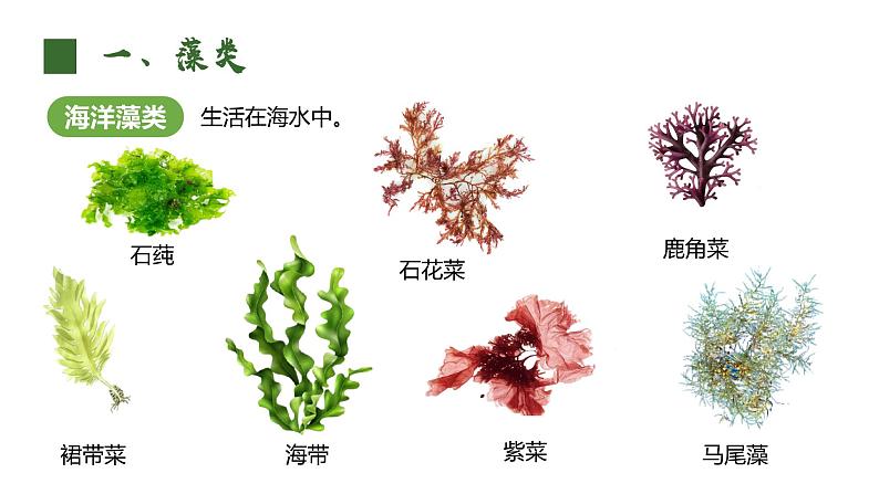 人教版（2024）生物七上：2.1.1 藻类 苔藓和蕨类（课件+教案）08