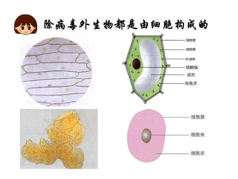 2024人教版生物七年级上册1.1.2《生物的特征》+教学设计+教案+课件+练习题及答案06