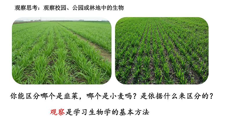 2024人教版生物七年级上册1.1.1《观察周边环境中的生物》+教学设计+教案+课件+练习题及答案03