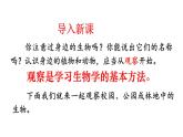 2024人教版生物七年级上册1.1.1《观察周边环境中的生物》+教学设计+教案+课件+练习题及答案