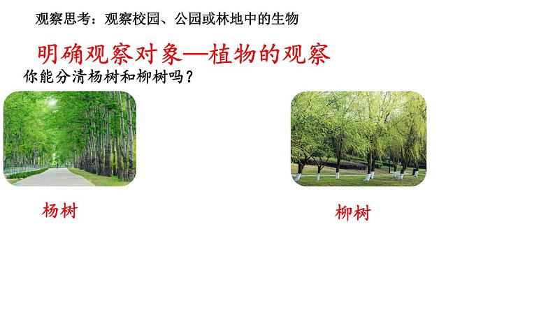 2024人教版生物七年级上册1.1.1《观察周边环境中的生物》+教学设计+教案+课件+练习题及答案05