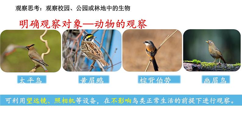 2024人教版生物七年级上册1.1.1《观察周边环境中的生物》+教学设计+教案+课件+练习题及答案06