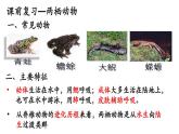 人教版生物八年级下册7.1.3《两栖动物的生殖和发育》课件