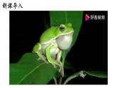 人教版生物八年级下册7.1.3《两栖动物的生殖和发育》课件