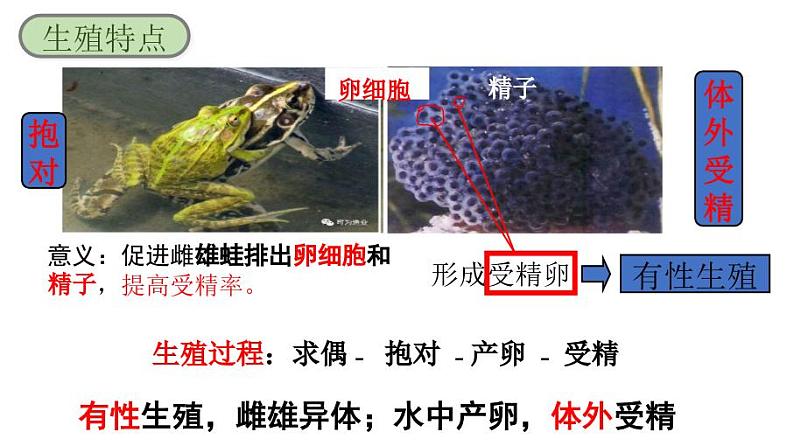 人教版生物八年级下册7.1.3《两栖动物的生殖和发育》课件07