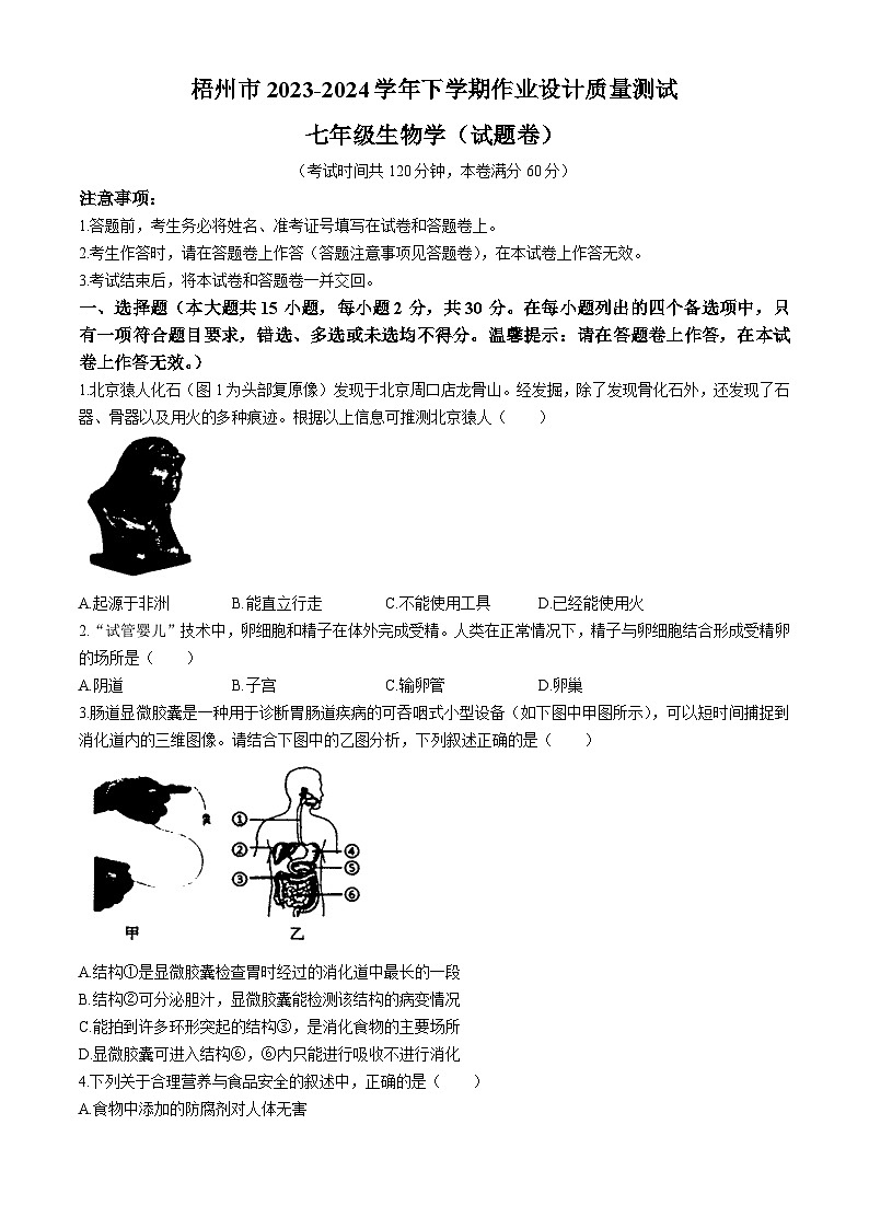 广西壮族自治区梧州市2023-2024学年七年级下学期期末考试生物试题(无答案)01
