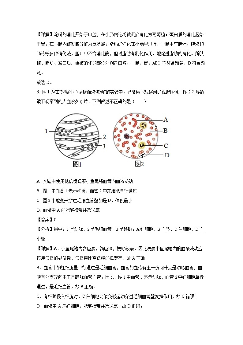 [生物][期末]河北省石家庄市栾城区2023-2024学年七年级下学期期末试题(解析版)第3页