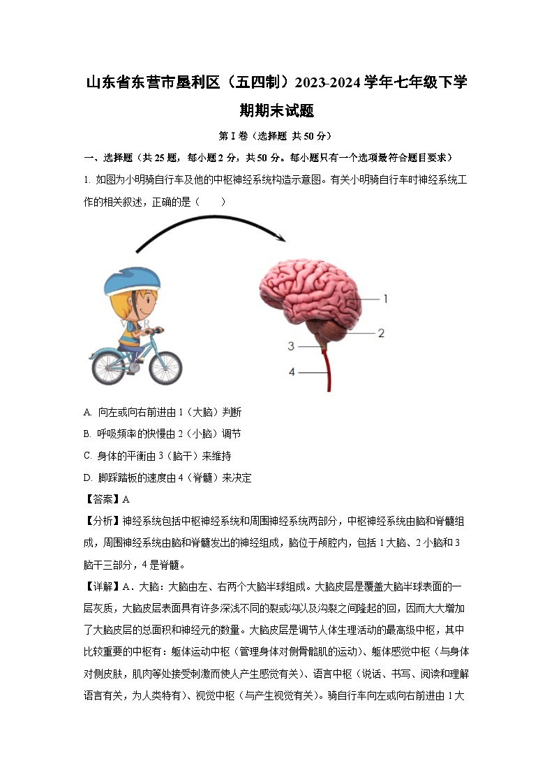 [生物][期末]山东省东营市垦利区(五四制)2023-2024学年七年级下学期期末试题(解析版)01