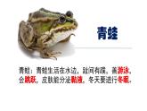 人教版生物八年级上册5.1.5《两栖动物和爬行动物》课件