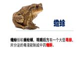 人教版生物八年级上册5.1.5《两栖动物和爬行动物》课件