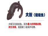 人教版生物八年级上册5.1.5《两栖动物和爬行动物》课件